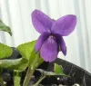 viola-odorata